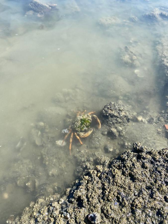 Wierums Huske Aan De Waddenzee Unesco Werelderfgoed Zewnętrze zdjęcie